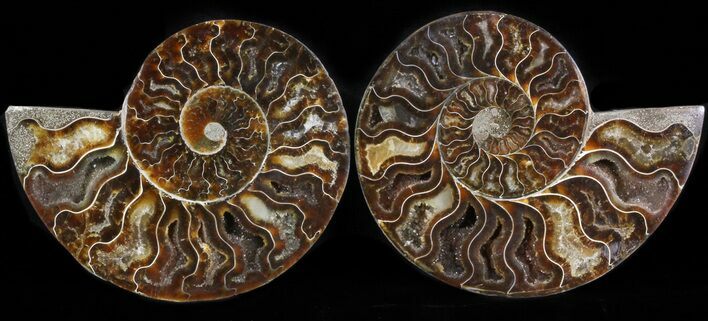 Polished Ammonite Pair - Agatized #41173